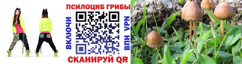 Псилоцибиновые грибы Psilocybe Узловая